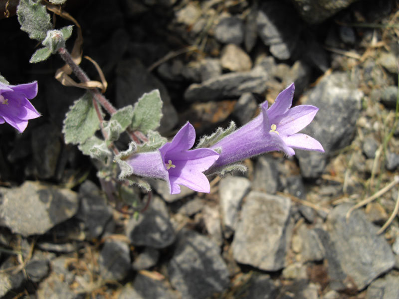 Campanula topaliana 6